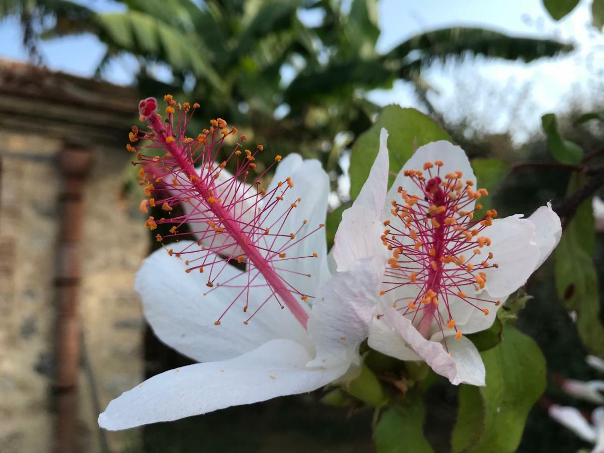 SantʼAgata di Militello Giardino Di Siciliaゲストハウス エクステリア 写真